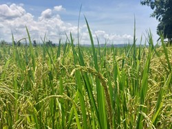 Ternyata Ini Alasan Beras Organik Lebih Mahal dari Beras Biasa