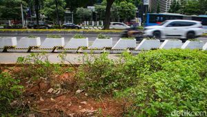 Duh! Tanaman Trotoar Sudirman Dekat GBK Rusak