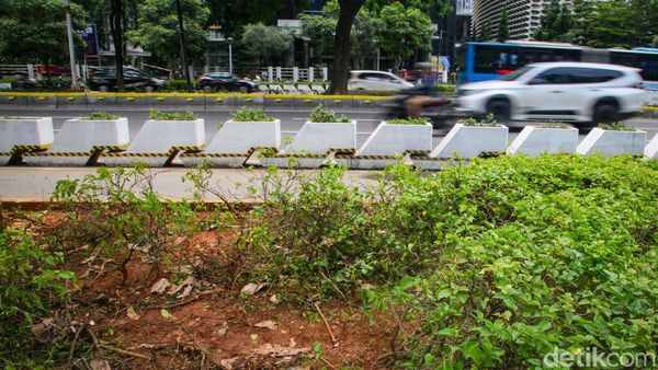 Duh! Tanaman Trotoar Sudirman Dekat GBK Rusak