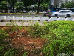 Relawan Jokowi Janji Ganti Rugi Jika Terbukti Rusak Tanaman Dekat GBK