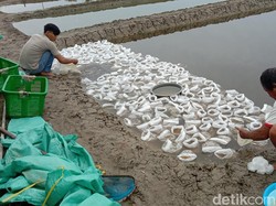 Oslahan, Cara Petani Indramayu Budidaya Udang Kaki Putih