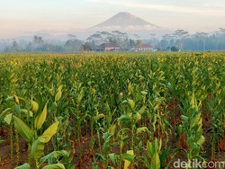 Soal RPP Kesehatan, Petani Minta Pemerintah Pisahkan Aturan Tembakau