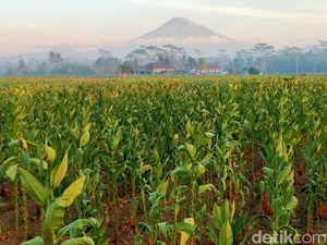 Bakal Ada Aturan Baru soal Rokok, Dampak Ngeri ke Industri-Petani Menanti Bakal Ada Aturan Baru soal Rokok, Dampak Ngeri ke Industri-Petani Menanti