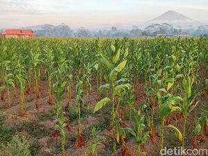 Harga Rokok Naik, Pemkab Tana Toraja Genjot Produksi Tembakau