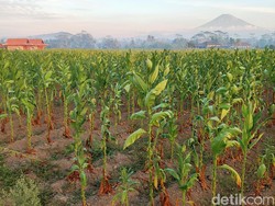 Harga Rokok Naik, Pemkab Tana Toraja Genjot Produksi Tembakau