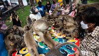 Meriahnya Festival Monyet di Thailand, Pesta Besar Buah-buahan!