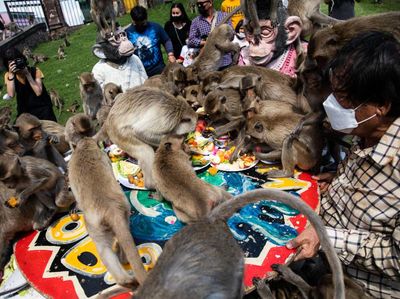 Meriahnya Festival Monyet di Thailand, Pesta Besar Buah-buahan!