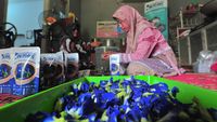 Intip Pengolahan Teh Daun Bunga Telang di Jambi