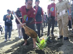 Pemprov Sulbar Targetkan Tanam 1,2 Juta Mangrove, Mulai di 6 Kabupaten