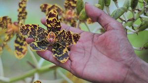 Upaya Penyelamatan Anggrek Hutan di Jambi