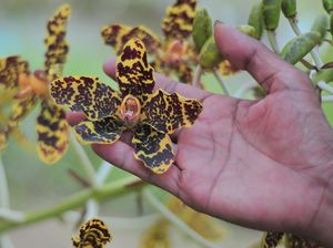 Upaya Penyelamatan Anggrek Hutan di Jambi