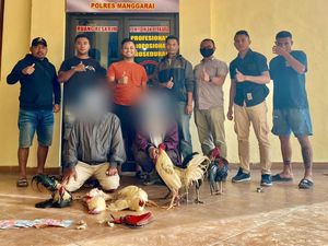 Polisi Gerebek Judi Sabung Ayam di Ruteng, 2 Orang Ditangkap