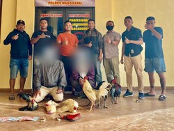 Polisi Gerebek Judi Sabung Ayam di Ruteng, 2 Orang Ditangkap