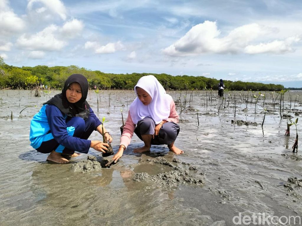 Pelajar di Polewali Mandar Tanam 10 Ribu Mangrove demi Selamatkan Lingkungan