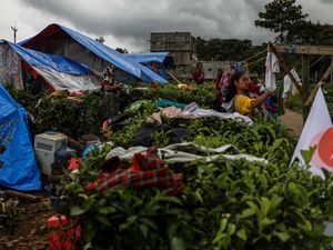 Takut Gempa Susulan, Warga Cianjur Bangun Tenda di Kebun Teh