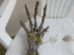 Ngeri! Sepasang Kekasih Temukan Tangan Makhluk Asing di Pantai