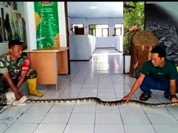 Ular Piton 3 Meter Masuk Permukiman Warga Sobo Banyuwangi Ditangkap