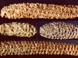 Virus Tertua di Dunia yang Baru Dijelaskan di Akhir Abad ke-19