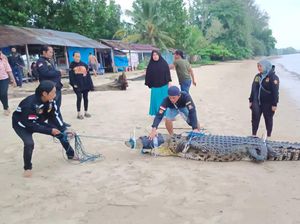 Penampakan Buaya di Kutim yang Ditangkap Usai Terkam Bocah hingga Tewas Penampakan Buaya di Kutim yang Ditangkap Usai Terkam Bocah hingga Tewas