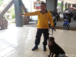 Kenalan dengan Coco Anjing Pelacak 3 Korban Gempa Cianjur Terkubur