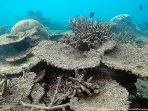 Great Barrier Reef Sekarat, Pemutihan Karang Besar-besaran Terjadi Lagi Great Barrier Reef Sekarat, Pemutihan Karang Besar-besaran Terjadi Lagi