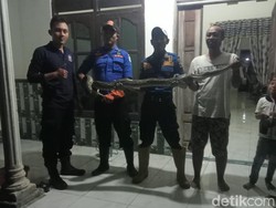 2 Ular Sanca Dievakuasi dari Kandang Ayam-Atap Rumah Warga Lamongan