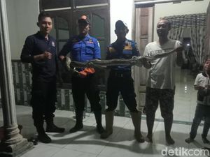 2 Ular Sanca Dievakuasi dari Kandang Ayam-Atap Rumah Warga Lamongan 2 Ular Sanca Dievakuasi dari Kandang Ayam-Atap Rumah Warga Lamongan