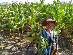 Sejarah Hari Tani Nasional 2024, Lengkap Ucapan dan Posternya