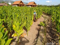Pekerja Sektor Tembakau Harap Pemerintahan Baru Bisa Buka Banyak Lapangan Kerja