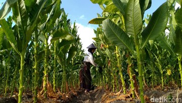 Industri Tembakau Terancam Gulung Tikar, Ini Penyebabnya