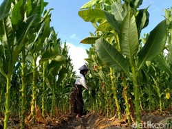 Kemitraan Tembakau Bisa Dongkrak Ekonomi dan Serap Tenaga Kerja, Ini Contohnya