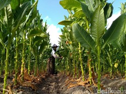 Petani Tolak PP Kesehatan, Khawatir Kesejahteraan Turun