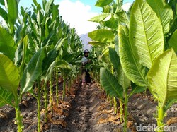 Petani Minta Perhatian Prabowo soal Kebijakan Pengetatan Tembakau