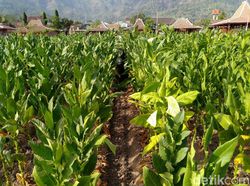 Cerita Petani Tembakau, Ekonomi Meningkat-Bisa Beli Tanah Berkat Kemitraan