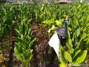 Pengusaha Ramai-ramai Tolak Aturan Rokok di PP Kesehatan