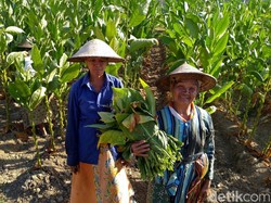 Kemenko PMK & Petani: Wacana Ambang Batas Nikotin Belum Menjadi Prioritas