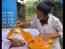 Viral Kisah Anjing Kesayangan Sejoli di Kuta Mati, Dikremasi bak Manusia