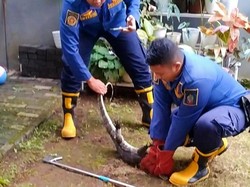 Ular dan Biawak Nyelonong ke Rumah Warga Saat Banyuwangi Terendam Banjir
