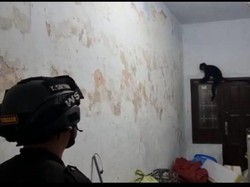 Momen Damkar Evakuasi Lutung yang Masuk Rumah Warga Kuningan