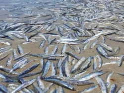 Ratusan Ikan Ditemukan Mati di Pantai Australia, Pertanda Apa Ini?