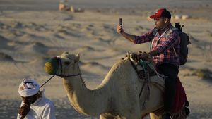 Potret Wisata Unta yang Laris Manis di Qatar