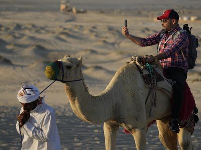 Potret Wisata Unta yang Laris Manis di Qatar