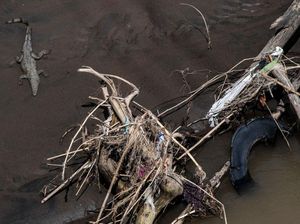 Mengapa Buaya Suka Berenang di Air Kotor? Ini Alasannya