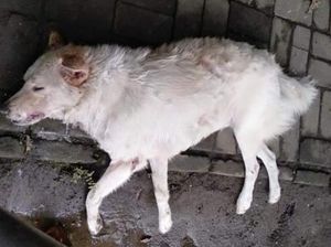 Sejumlah Anjing di Sanur Mati Usai Makan Tum Babi, Diduga Diracun