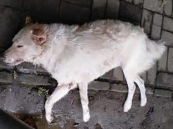 Sejumlah Anjing di Sanur Mati Usai Makan Tum Babi, Diduga Diracun