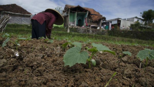 Bangkit! Warga Penyintas Gempa Cianjur Mulai Bertani