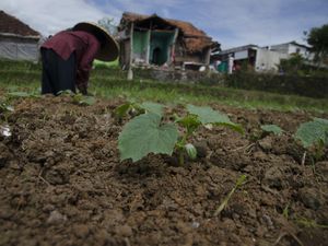 Bangkit! Warga Penyintas Gempa Cianjur Mulai Bertani