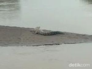 Tiga Buaya Muncul di Sungai Bondoyudo, Warga Lumajang Diimbau Waspada