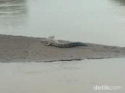 Tiga Buaya Muncul di Sungai Bondoyudo Lumajang