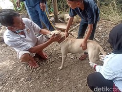 Uluran Kasih Selamatkan Hewan Terdampak Gempa di Cianjur